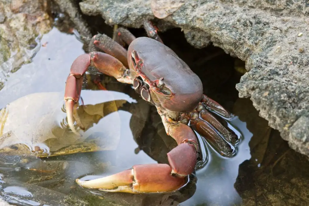 Les crabes, une ressource abondante utilisée dans la gastronomie guyanaise